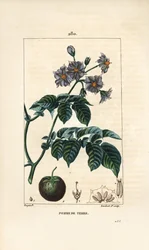 Pomme de terre - Solanum tuberosum, avec fleur, feuille, tige et fruit. Gravure au pointillé en couleur par Lambert Junior d