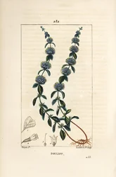 Menthe pouliot