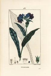 Pulmonaire officinale