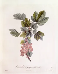 Groseille rouge (Ribes rubrum), Henry Louis Duhamel du Monceau, planche botanique par Pierre Jean François Turpin