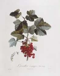 Groseille rouge (Ribes rubrum), planche botanique par Pierre Jean François Turpin