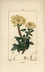 Rhododendron géant - Rosebay, Hymenanthes maxima (Rhododendron maximum), avec fleur, tige épineuse, feuille et graine. Gravure au pointillé en couleur à la main par Lambert Junior d