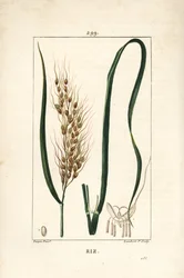 Riz - Riz, Oryza sativa, avec feuille, graine et tige. Gravure en taille-douce colorée à la main par Lambert Junior d