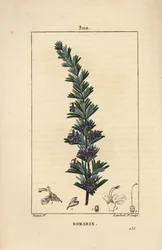 Romarin - Romarin, Rosmarinus officinalis, avec fleur, feuille et tige. Gravure au pointillé colorée à la main par Lambert Junior d