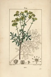 Rue des jardins ou Rue fétide