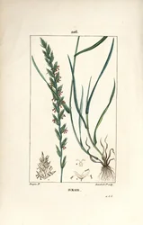 Ray-grass, Gramen loliaceum