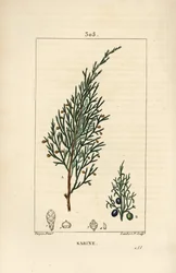 Genévrier sabine, Juniperus sabina, avec baie, feuille, tige et graine. Gravure en taille-douce colorée à la main par Lambert Junior d