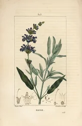 Sauge officinale - Sauge commune, Salvia officinalis, avec fleur, feuille, tige et graine. Gravure au pointillé colorée à la main par Lambert Junior d