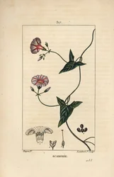 Scammonee - Scammonée, Convolvulus scammonia, avec fleur, feuille, tige et vrille grimpante. Gravure en taille-douce en couleur par Lambert Junior d