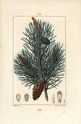 Pin sylvestre - Pinus sylvestris, avec branche, aiguille et cône de pin. Gravure au pointillé en couleur par Lambert Junior d