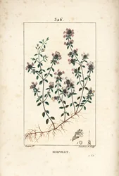 Serpolet ou thym serpolet - Thym rampant ou thym sauvage, Thymus serpyllum, avec fleur, feuille, tige et racine. Gravure en taille-douce colorée à la main par Lambert Junior d