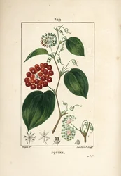 Smilax de Chine, Smilax china, avec fleur, vrille, feuille et fruit