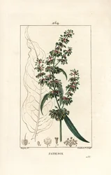 Oseille épinard ou patience des moines - Patience, Rumex patientia, avec fleur, tige, feuilles, graine et contour de feuille. Gravure en taille-douce en couleur par Lambert Junior d