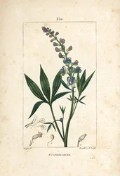 Staphisagria - Délphinium staphisagria, avec fleur, feuille, tige et graine