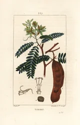 Tamarin