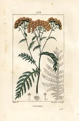 Tanaisie - Tanaisie, Tanacetum vulgare