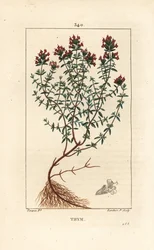 Thym, Thymus vulgaris, montrant, fleur, feuille, tige et racine. Gravure en taille-douce en couleur par Lambert Junior d