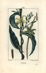 Vanille - Orchidée vanille, Epidendron vanilla, avec fleur, feuille, gousse. Gravure au pointillé colorée à la main par Lambert Junior d