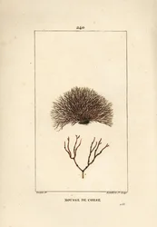 Variété de fucus
