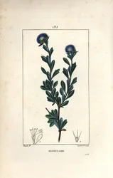 Variété de globulaire