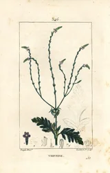 Verveine ou Herbe Sacrée, Veine de Vénus ou Herbe de Sorcière - Vervain, Verbena officinalis. Gravure au pointillé colorée à la main par Lambert Junior d