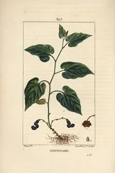 Serpentaire de Virginie - Serpentaire de Virginie, Aristolochia serpentaria, avec fleur, feuille, tige, graine et racine. Gravure en taille-douce en couleur par Lambert Junior d