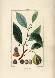 Noix vomique