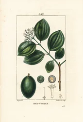 Vomiquier - Arbre à strychnine ou noix vomique
