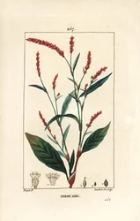 Renouée poivre d