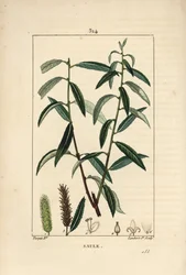 Saule blanc ou argenté, Osier blanc - Saule blanc, Salix alba, avec feuille, fleur, chatons mâles et femelles, fruit et graine. Gravure au pointillé colorée à la main par Lambert Junior d