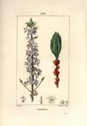 Bois joli, bois joli, vert, vert bois, Daphne bois joli
