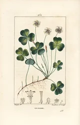 Oxalide des bois - Oxalis acetosella, avec fleur, feuille, tige, graine et racine. Gravure en taille-douce en couleur par Lambert Junior d