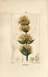 Gentiane jaune ou grande gentiane - Gentiane, Gentiana lutea