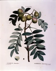 Botanique : branche de cormier (Sorbus domestica) Planche tirée de « Nouveau Duhamel du Monceau ou Traité des Arbres et Arbustes Cultivés en France » Aquarelle de Pierre Joseph Redouté (1759-1840) 1819