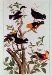 Oiseaux sur des branches. Lithographie par Pierre Joseph (1731-1807) XVIIIe siècle Paris, B.N.