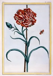 Œillet, pub. 1776