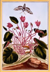 Cyclamen