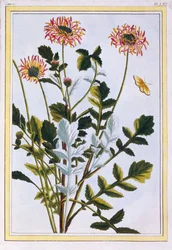 Arcotis éthiopienne (Lys africain), vers 1766 (gravure coloriée à la main)
