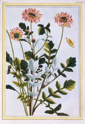 Arctotis éthiopien, marguerite africaine, pub. 1776