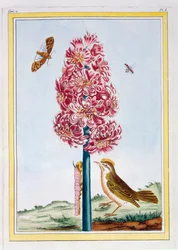 Jacinthe, vers 1766 (gravure en couleur)