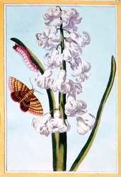 Jacinthe, pub. 1776