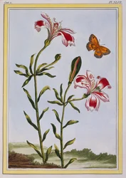 La fleur tachetée des Incas (lis du Pérou), vers 1766