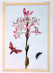 La Tubéreuse