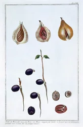 Noix de muscade, vers 1751-1807