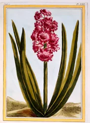 Royal Crimson, pub. 1776