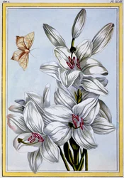 Le Grand Lys Blanc, pub. 1776