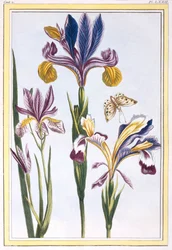 Iris bigarré, pub. 1776