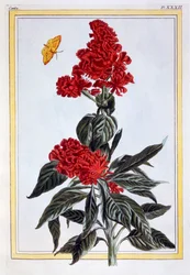 Variété d