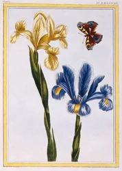 Iris jaunes et violets, pub. 1776