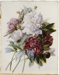 Un bouquet de pivoines rouges, roses et blanches